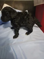 Hazelnut, a male Poodle - Miniature  and Miniature Aussiedoodle for sale in Maryville, TN – 6 of 9