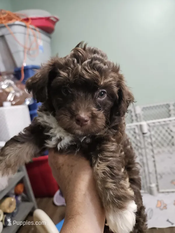 Mocha  – Poodle - Miniature , Miniature Aussiedoodle puppy for sale in Maryville, TN