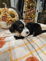EMBER, a female Miniature Australian Shepherd and Miniature Aussiedoodle for sale in Maryville, TN – 5 of 10