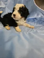 Biscotti, a male Poodle - Miniature  and Miniature Aussiedoodle for sale in Maryville, TN – 8 of 10