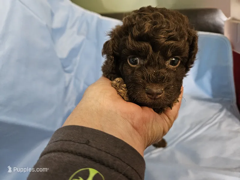 Macchiato – Poodle - Miniature , Miniature Aussiedoodle puppy for sale in Maryville, TN