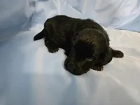 Muffinn, a male Aussiedoodle and Miniature Aussiedoodle for sale in Maryville, TN – 5 of 10