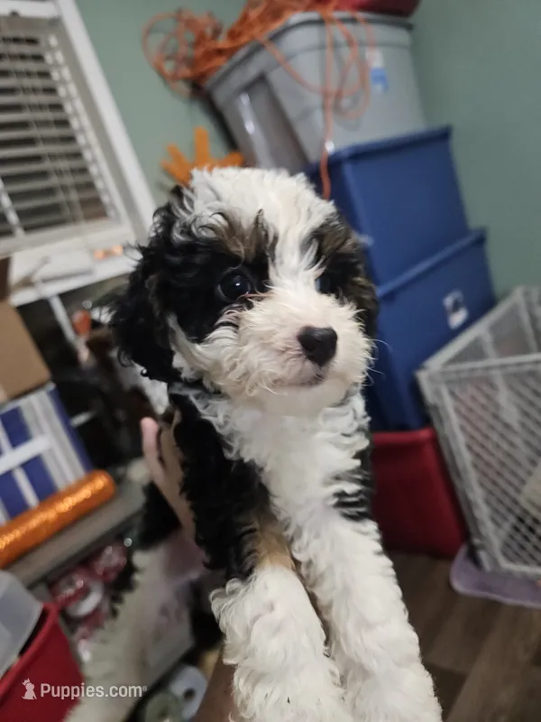 Biscotti – Poodle - Miniature , Miniature Aussiedoodle puppy for sale in Maryville, TN
