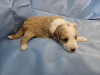 Waffle, a male Aussiedoodle and Miniature Aussiedoodle for sale in Maryville, TN – 8 of 10