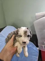 Latte, a male Poodle - Miniature  and Miniature Aussiedoodle for sale in Maryville, TN – 3 of 9