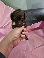 Mocha , a female Poodle - Miniature  and Miniature Aussiedoodle for sale in Maryville, TN – 3 of 9