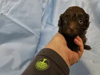 Chai, a male Poodle - Miniature  and Miniature Aussiedoodle for sale in Maryville, TN – 4 of 9