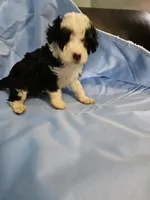 Biscotti, a male Poodle - Miniature  and Miniature Aussiedoodle for sale in Maryville, TN – 4 of 10