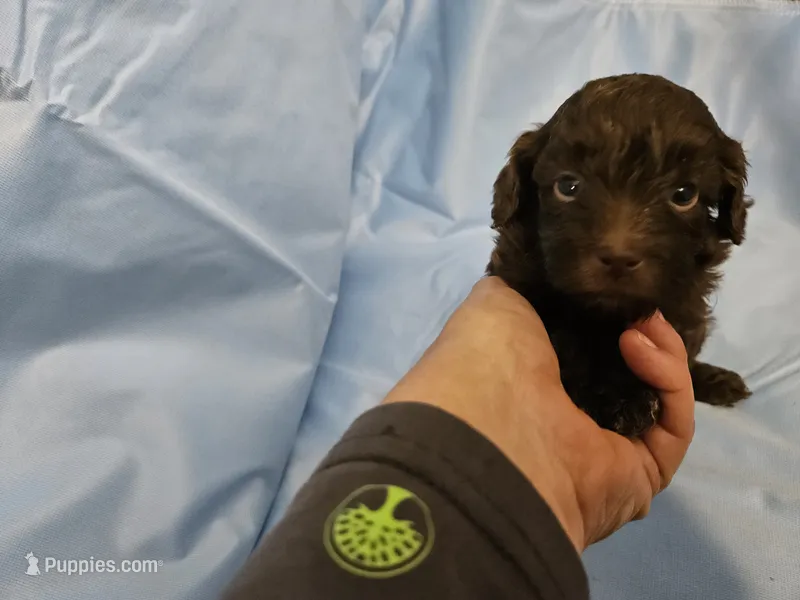 Chai – Poodle - Miniature , Miniature Aussiedoodle puppy for sale in Maryville, TN