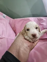Biscuit , a female Aussiedoodle and Miniature Aussiedoodle for sale in Maryville, TN – 7 of 8