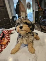 Espresso (toy), a male Poodle - Miniature  and Miniature Aussiedoodle for sale in Maryville, TN – 1 of 10