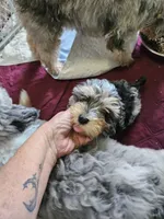 Espresso, a male Poodle - Miniature  and Miniature Aussiedoodle for sale in Maryville, TN – 2 of 10