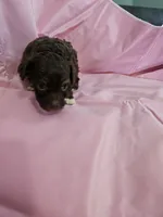 Mocha , a female Poodle - Miniature  and Miniature Aussiedoodle for sale in Maryville, TN – 7 of 9