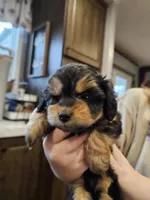 LADYBUG , a female Aussiedoodle for sale in Maryville, TN – Photo 1 of 6