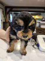 LADYBUG , a female Aussiedoodle for sale in Maryville, TN – Photo 4 of 6