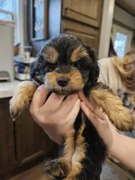 LADYBUG , a female Aussiedoodle for sale in Maryville, TN – Photo 3 of 6