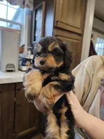 LADYBUG , a female Aussiedoodle for sale in Maryville, TN – Photo 5 of 6