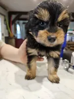 LADYBUG , a female Aussiedoodle for sale in Maryville, TN – Photo 2 of 6