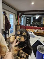 LADYBUG , a female Aussiedoodle for sale in Maryville, TN – Photo 6 of 6