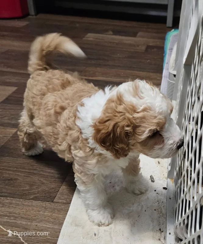 Waffle – Aussiedoodle, Miniature Aussiedoodle puppy for sale in Maryville, TN