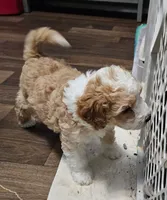 Waffle on hold, a male Aussiedoodle and Miniature Aussiedoodle for sale in Maryville, TN – 1 of 9
