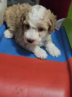 Waffle on hold, a male Aussiedoodle and Miniature Aussiedoodle for sale in Maryville, TN – 7 of 9