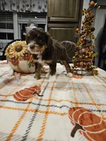 Copper, a male Miniature Australian Shepherd and Miniature Aussiedoodle for sale in Maryville, TN – 2 of 9