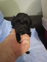 Hazelnut, a male Poodle - Miniature  and Miniature Aussiedoodle for sale in Maryville, TN – 9 of 9