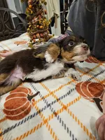 Copper, a male Miniature Australian Shepherd and Miniature Aussiedoodle for sale in Maryville, TN – 6 of 9