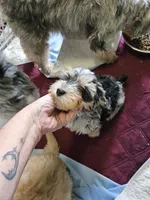 Espresso, a male Poodle - Miniature  and Miniature Aussiedoodle for sale in Maryville, TN – 5 of 10