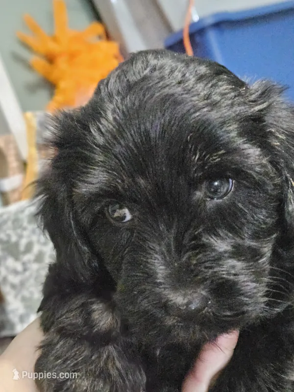 Muffinn – Aussiedoodle, Miniature Aussiedoodle puppy for sale in Maryville, TN