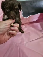 Mocha , a female Poodle - Miniature  and Miniature Aussiedoodle for sale in Maryville, TN – 6 of 9