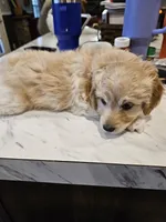 HONEYBEE , a female Aussiedoodle for sale in Maryville, TN – Photo 6 of 6