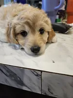 HONEYBEE , a female Aussiedoodle for sale in Maryville, TN – Photo 3 of 6