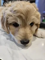 HONEYBEE , a female Aussiedoodle for sale in Maryville, TN – Photo 1 of 6