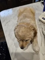 HONEYBEE , a female Aussiedoodle for sale in Maryville, TN – Photo 2 of 6