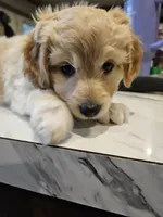 HONEYBEE , a female Aussiedoodle for sale in Maryville, TN – Photo 5 of 6