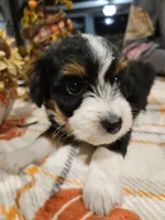 EMBER, a female Miniature Australian Shepherd and Miniature Aussiedoodle for sale in Maryville, TN – 6 of 10