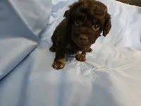 Macchiato, a male Poodle - Miniature  and Miniature Aussiedoodle for sale in Maryville, TN – 3 of 10