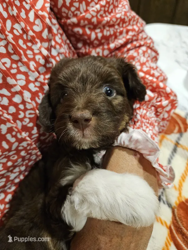 Cider – Miniature Australian Shepherd, Miniature Aussiedoodle puppy for sale in Maryville, TN