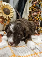 AUTUMN, a female Miniature Australian Shepherd and Miniature Aussiedoodle for sale in Maryville, TN – 8 of 10