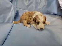 Waffle, a male Aussiedoodle and Miniature Aussiedoodle for sale in Maryville, TN – 2 of 10