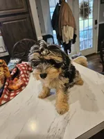 Espresso (toy), a male Poodle - Miniature  and Miniature Aussiedoodle for sale in Maryville, TN – 3 of 10