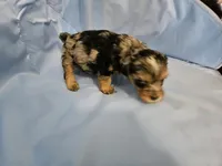 Espresso , a male Poodle - Miniature  and Miniature Aussiedoodle for sale in Maryville, TN – 8 of 9