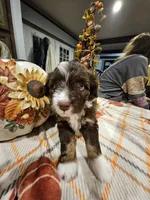 AUTUMN, a female Miniature Australian Shepherd and Miniature Aussiedoodle for sale in Maryville, TN – 2 of 10