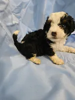 Biscotti, a male Poodle - Miniature  and Miniature Aussiedoodle for sale in Maryville, TN – 2 of 10