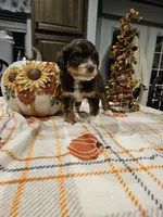Copper, a male Miniature Australian Shepherd and Miniature Aussiedoodle for sale in Maryville, TN – 3 of 9