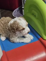 Waffle on hold, a male Aussiedoodle and Miniature Aussiedoodle for sale in Maryville, TN – 6 of 9