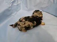 Espresso , a male Poodle - Miniature  and Miniature Aussiedoodle for sale in Maryville, TN – 9 of 9