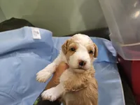 Waffle, a male Aussiedoodle and Miniature Aussiedoodle for sale in Maryville, TN – 4 of 10